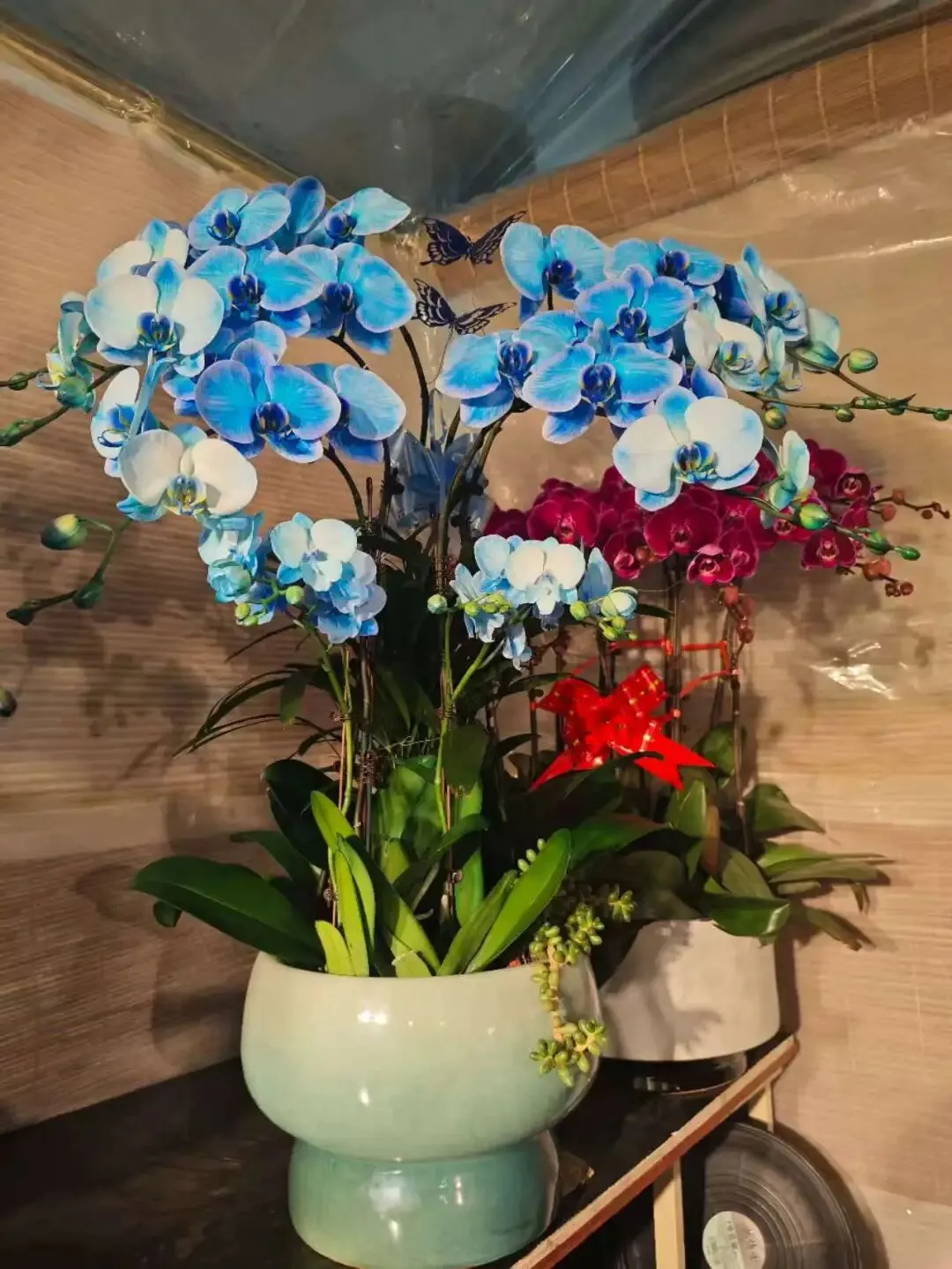 走,去本溪富佳花卉市场!寻冬日生机,与繁花相拥