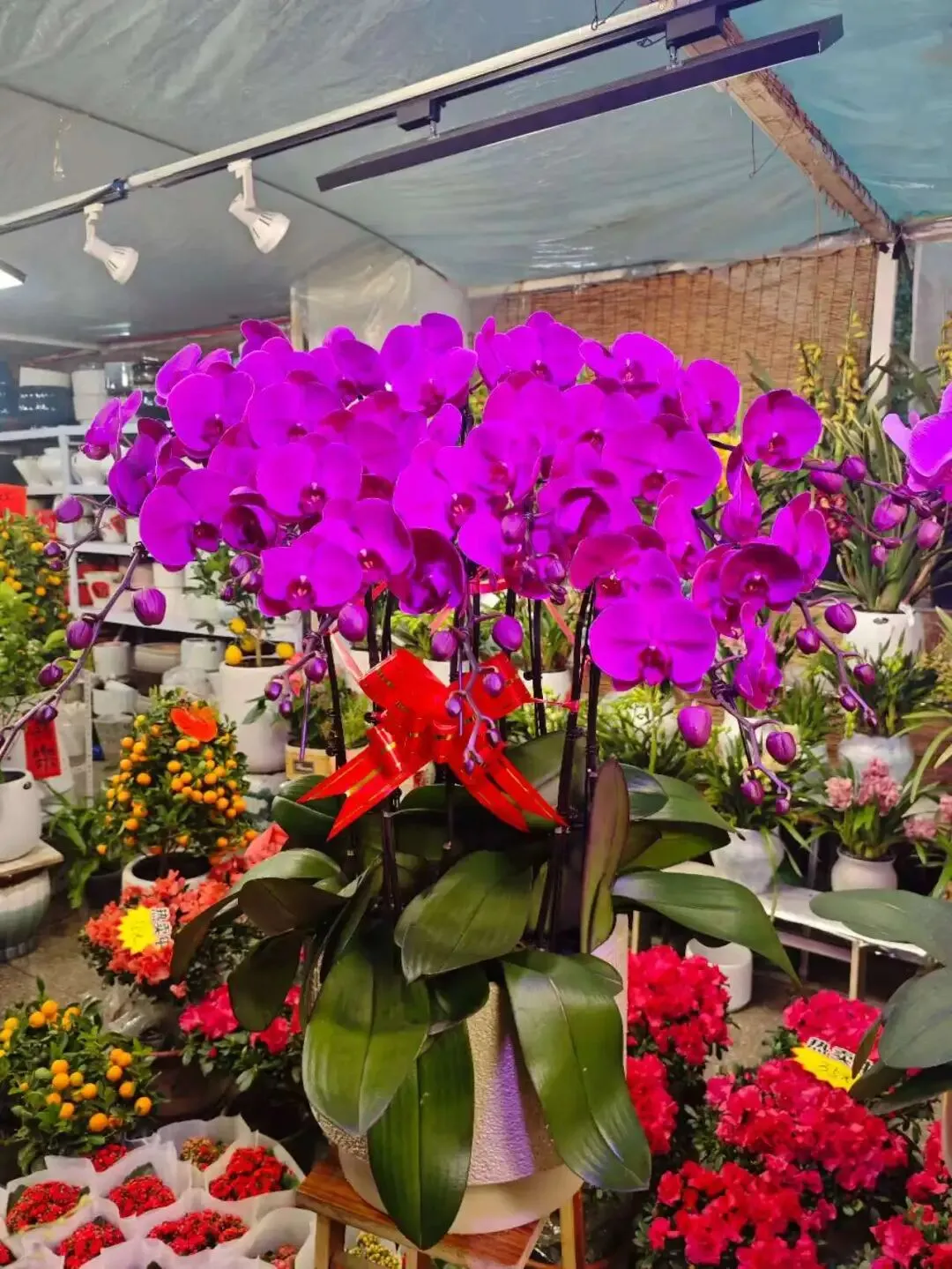 走,去本溪富佳花卉市场!寻冬日生机,与繁花相拥