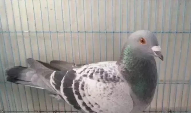 旧货市场里遇到卡普赛鸽!