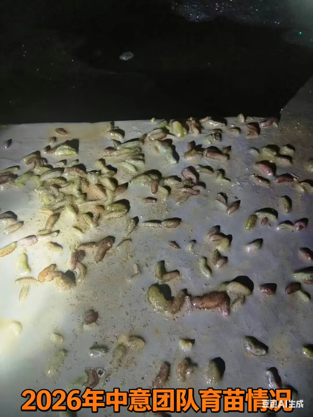 国内外海参市场格局生变:行业迎来新一轮结构调整