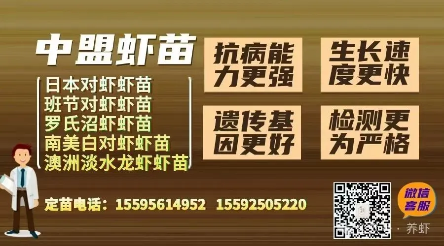 金刚虾市场深度解析!存塘承压,规格分化,短期涨价乏力!
