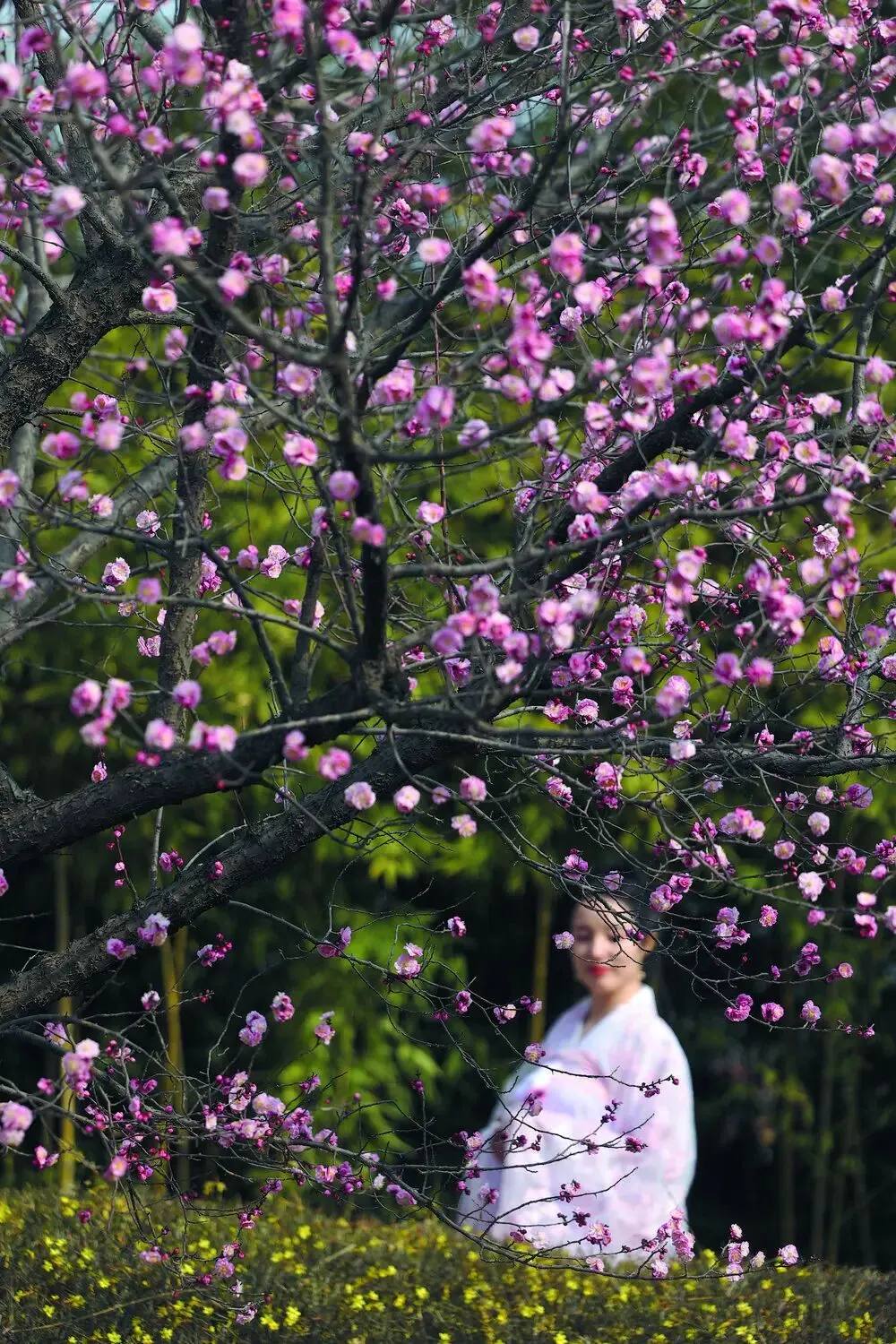 清明小长假未至石家庄旅游市场已提前发力!短途踏青、赏花访古成首选