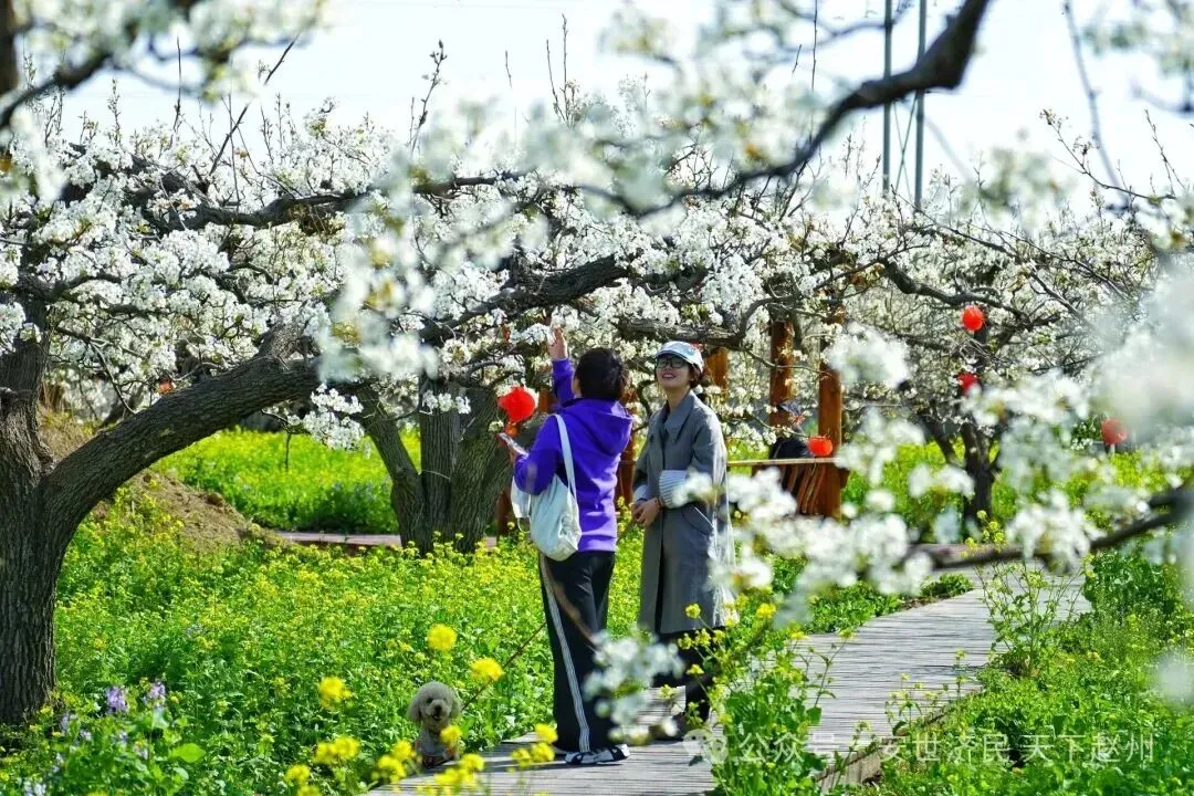 清明小长假未至石家庄旅游市场已提前发力!短途踏青、赏花访古成首选