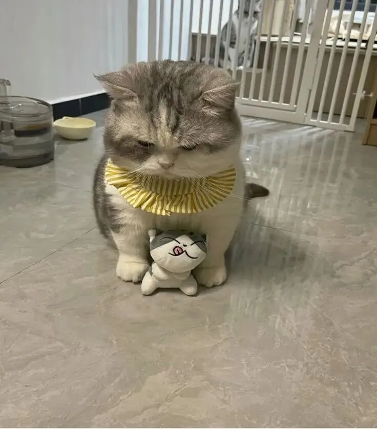 妹子花100块在市场淘了只猫,到家发现猫委屈巴巴不说话,面前还摆着个一模一样的玩偶,网友:它在想:我值100?