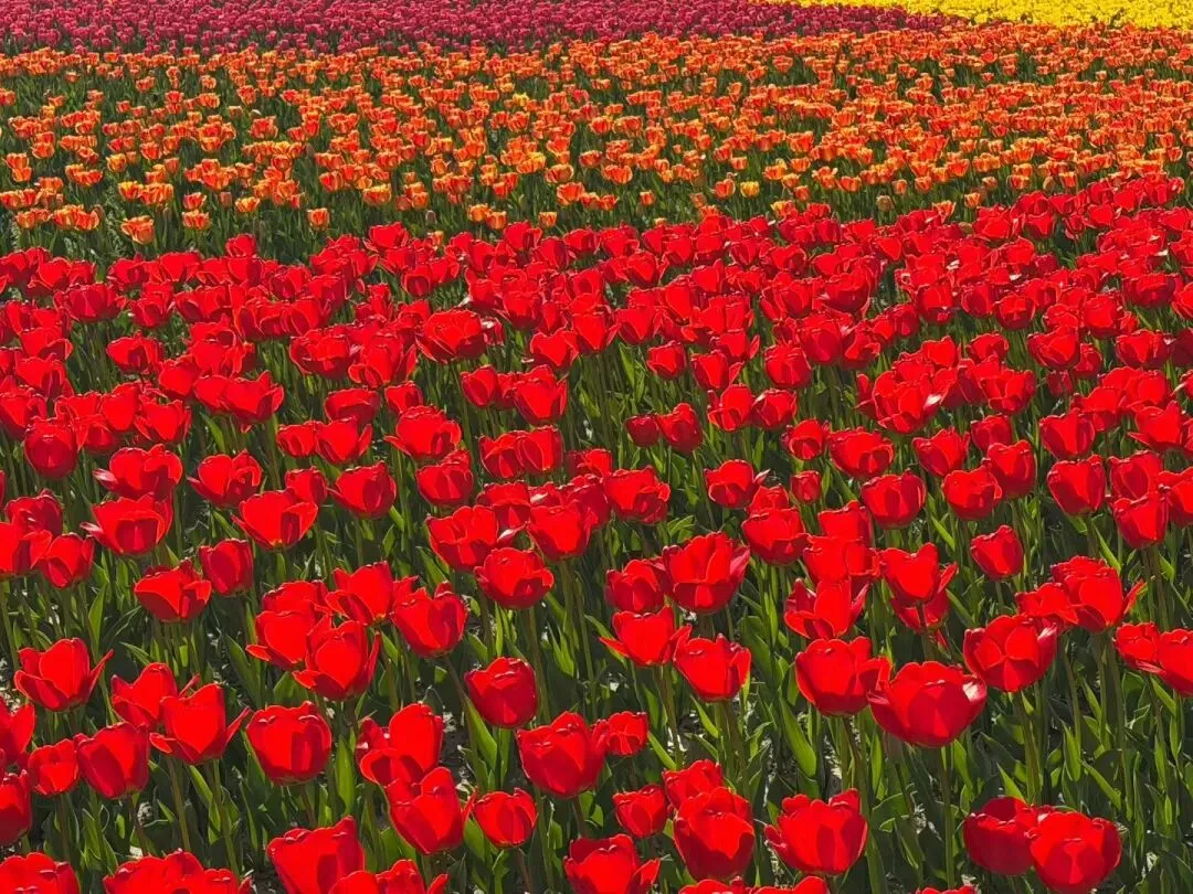 市场为什么会出错