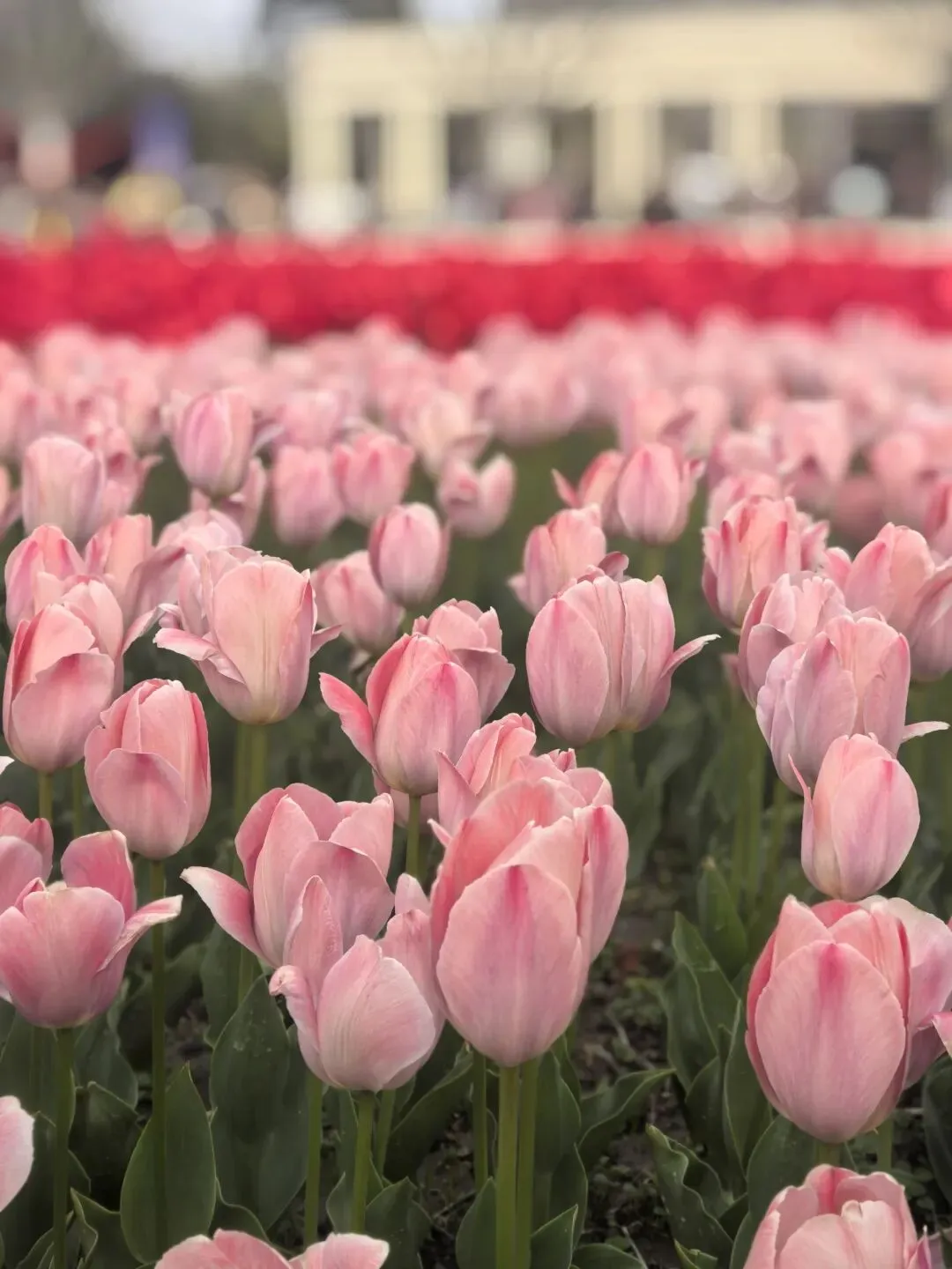 市场为什么会出错