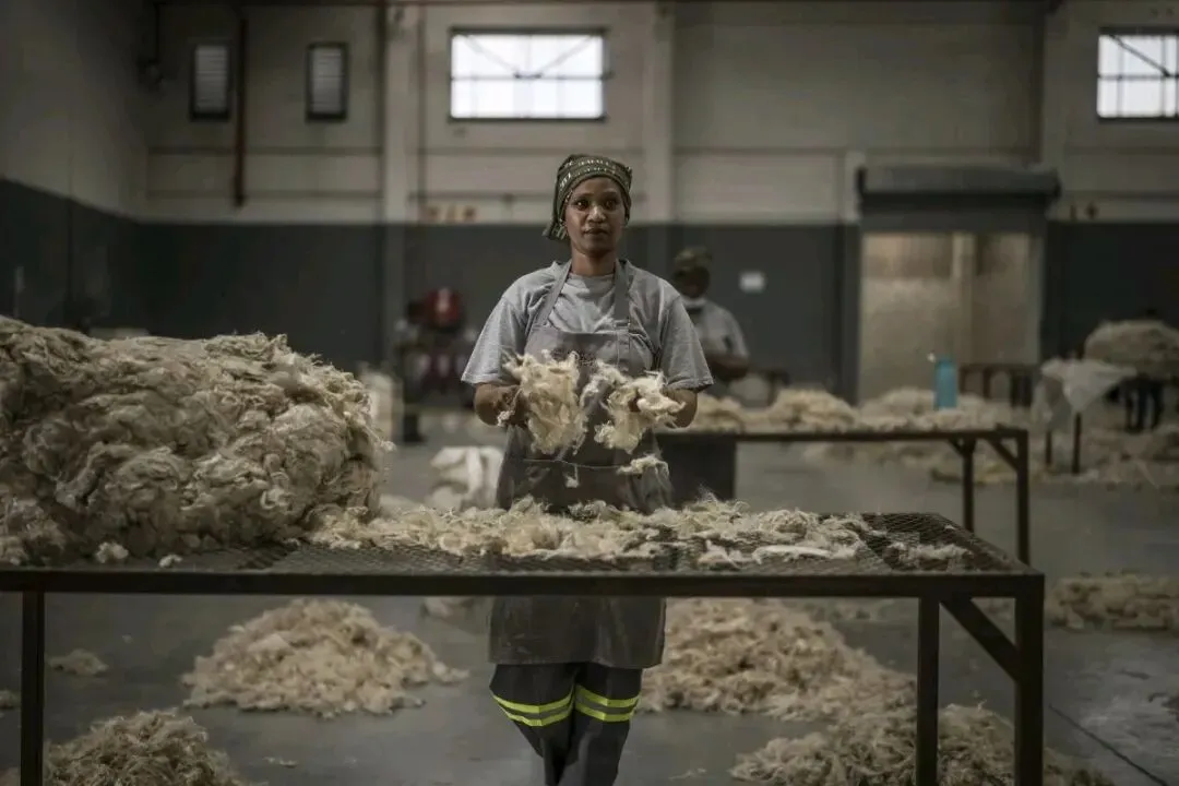 荒漠变金矿!南非靠山羊毛赚翻全球奢侈品市场