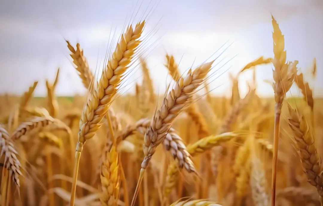 行情 | 10月11日小麦市场迎来阶段性上涨