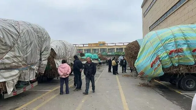 2026年3月26日首阳中药材市场快讯(党参原装关注度高,价格稳定)