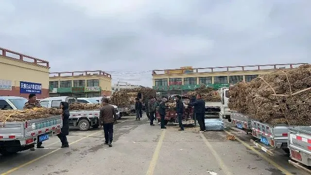 2026年3月26日首阳中药材市场快讯(党参原装关注度高,价格稳定)