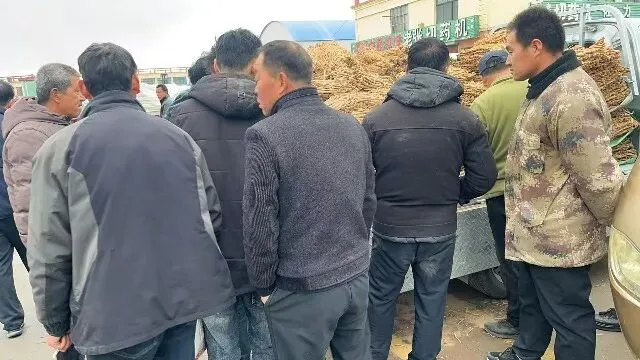 2026年3月26日首阳中药材市场快讯(党参原装关注度高,价格稳定)