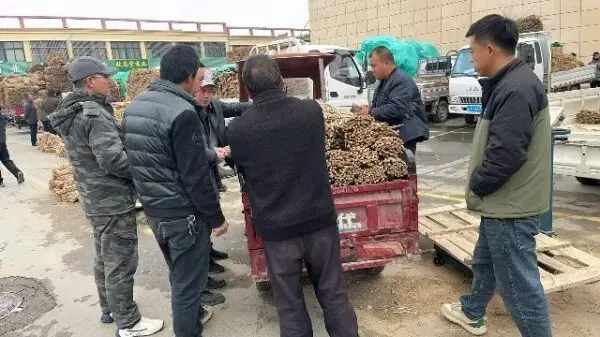 2026年3月26日首阳中药材市场快讯(党参原装关注度高,价格稳定)