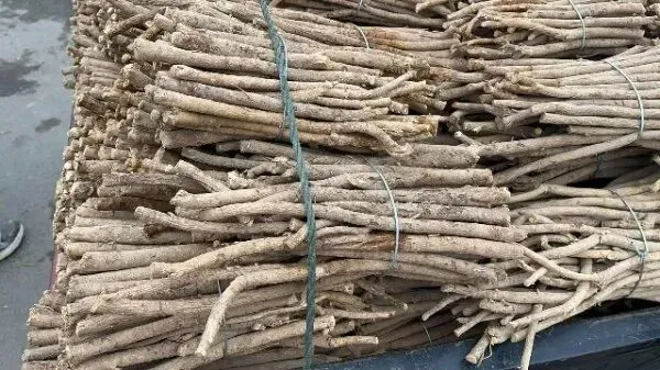 2026年3月26日首阳中药材市场快讯(党参原装关注度高,价格稳定)