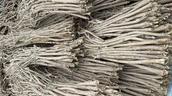 2026年3月26日首阳中药材市场快讯(党参原装关注度高,价格稳定)