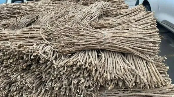 2026年3月26日首阳中药材市场快讯(党参原装关注度高,价格稳定)