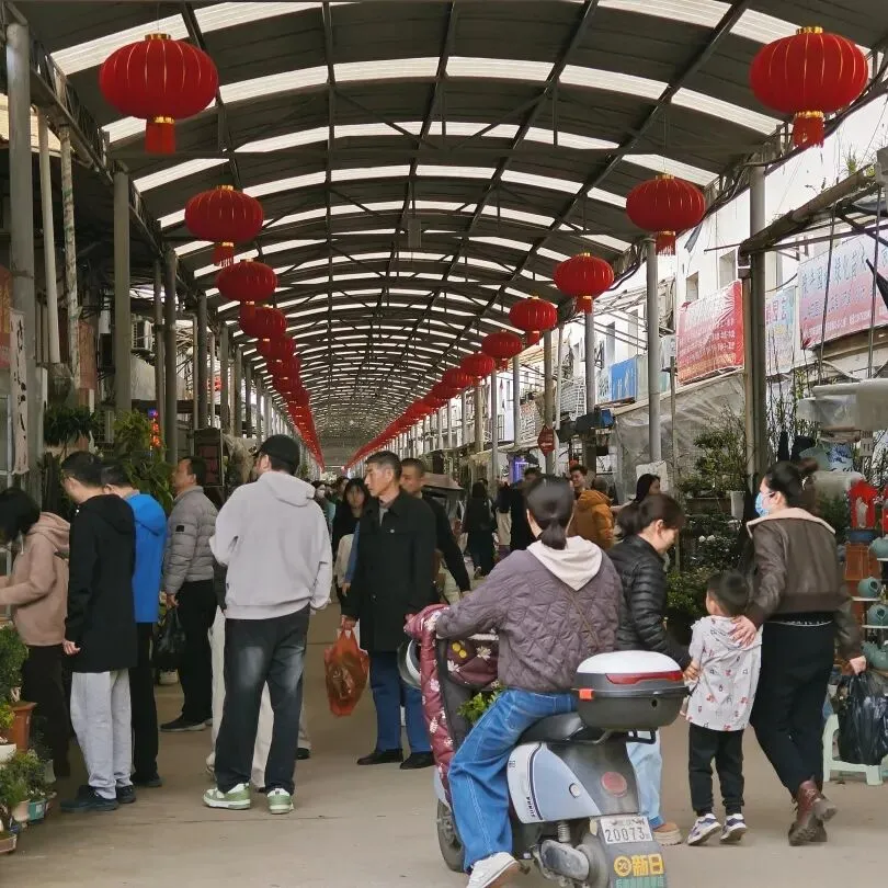 堤角花鸟市场:武汉人的烟火气,都装在这里了