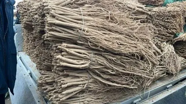 2026年3月26日首阳中药材市场快讯(党参原装关注度高,价格稳定)