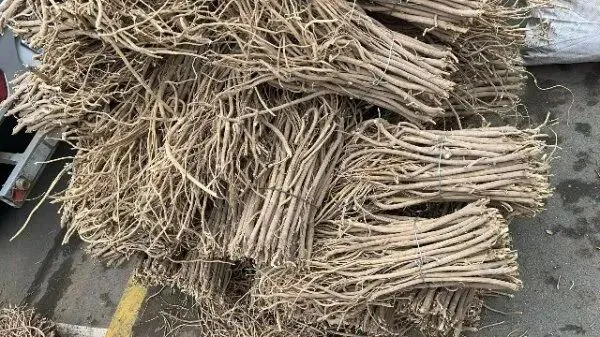 2026年3月26日首阳中药材市场快讯(党参原装关注度高,价格稳定)