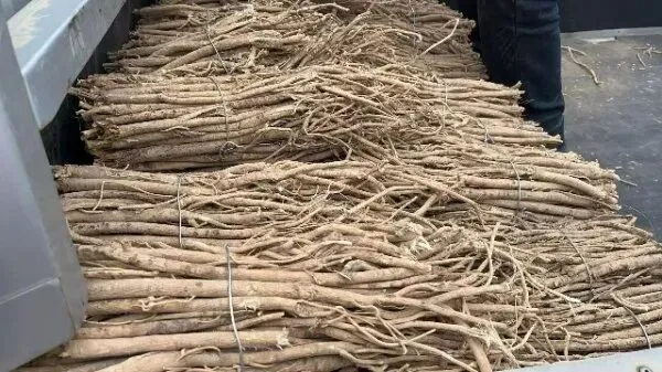 2026年3月26日首阳中药材市场快讯(党参原装关注度高,价格稳定)