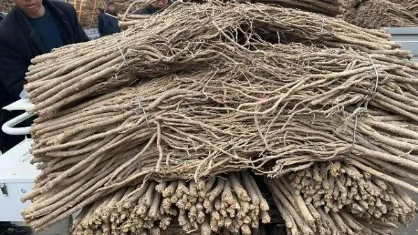 2026年3月26日首阳中药材市场快讯(党参原装关注度高,价格稳定)