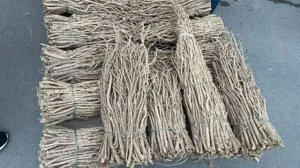 2026年3月26日首阳中药材市场快讯(党参原装关注度高,价格稳定)