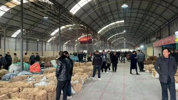 2026年3月26日首阳中药材市场快讯(党参原装关注度高,价格稳定)