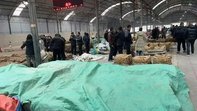 2026年3月26日首阳中药材市场快讯(党参原装关注度高,价格稳定)