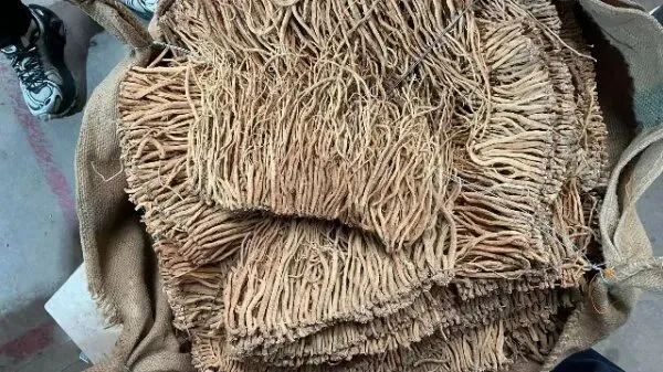 2026年3月26日首阳中药材市场快讯(党参原装关注度高,价格稳定)