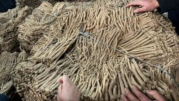 2026年3月26日首阳中药材市场快讯(党参原装关注度高,价格稳定)