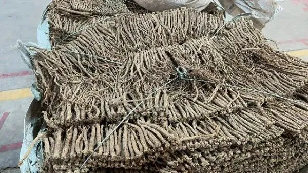 2026年3月26日首阳中药材市场快讯(党参原装关注度高,价格稳定)