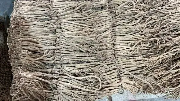 2026年3月26日首阳中药材市场快讯(党参原装关注度高,价格稳定)