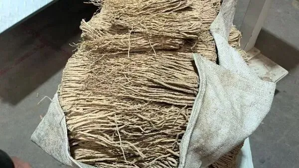 2026年3月26日首阳中药材市场快讯(党参原装关注度高,价格稳定)