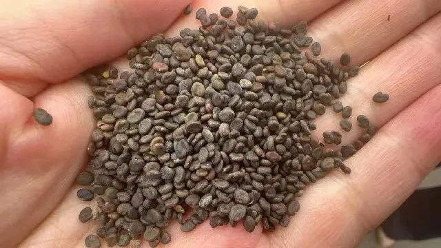 2026年3月26日首阳中药材市场快讯(党参原装关注度高,价格稳定)