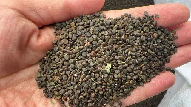 2026年3月26日首阳中药材市场快讯(党参原装关注度高,价格稳定)