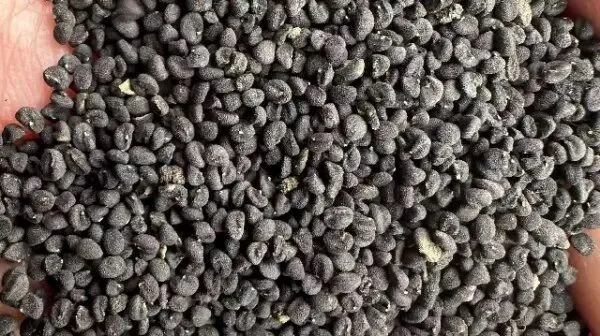 2026年3月26日首阳中药材市场快讯(党参原装关注度高,价格稳定)