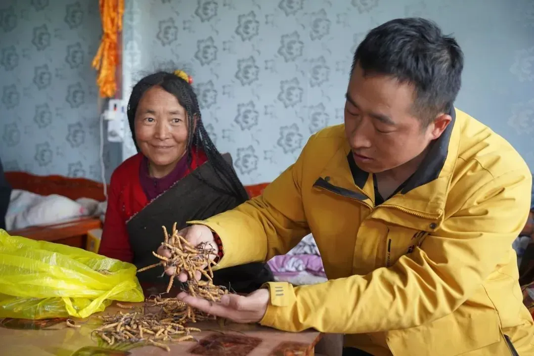 “虫草市场”暴雷!这位叫格桑的藏族小伙儿,在全国火了