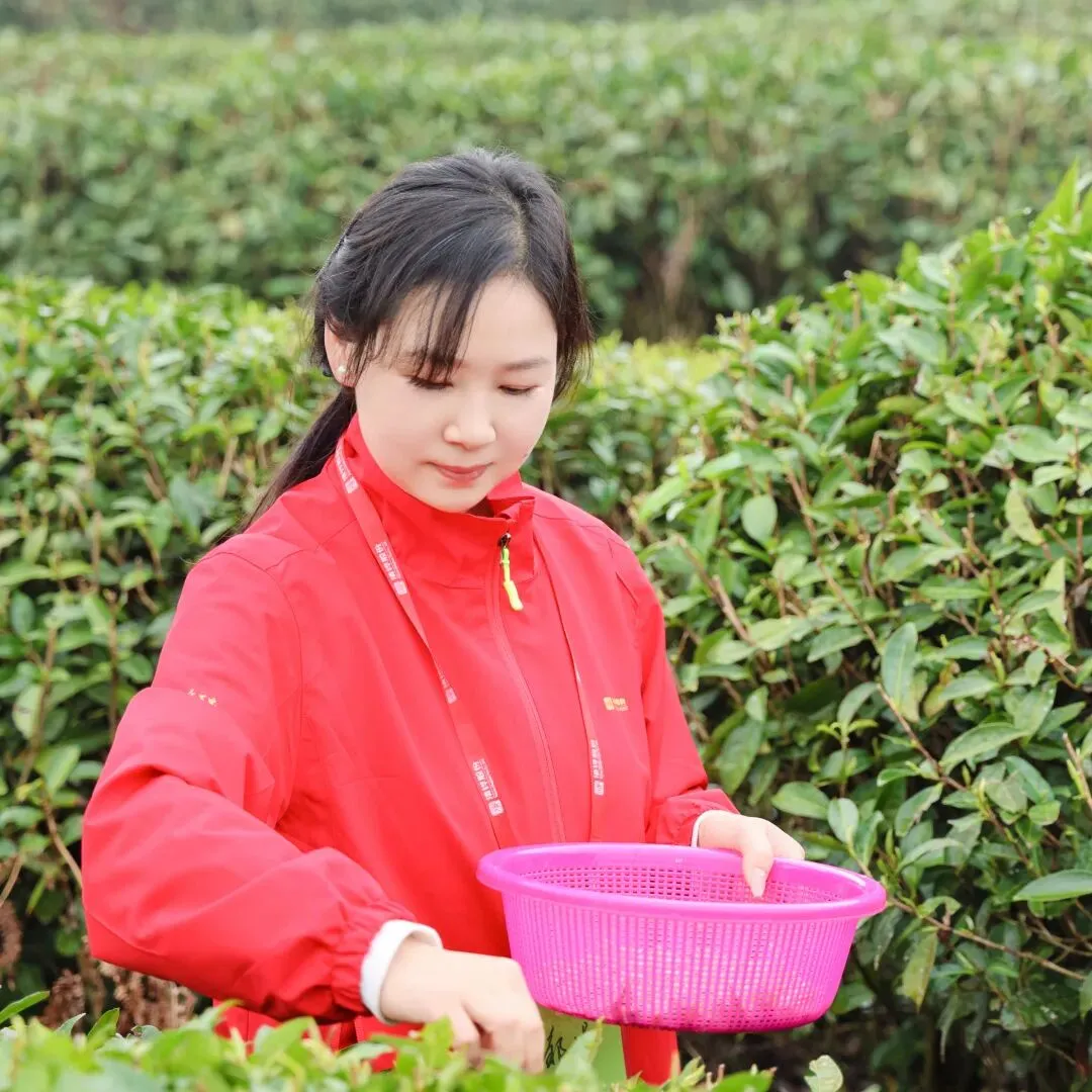 茶学之旅·战略营销 | 清铧股份2026年福鼎茶学之旅暨新品上新会圆满收官!
