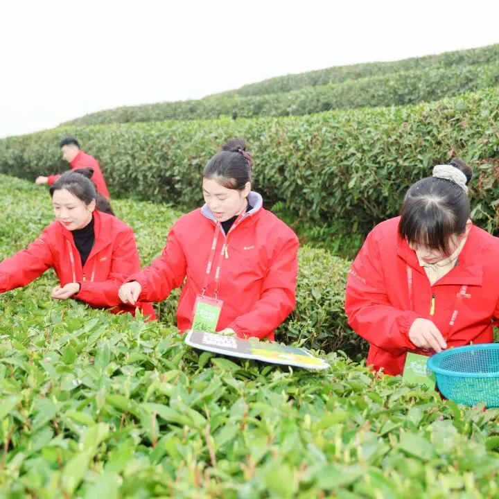 茶学之旅·战略营销 | 清铧股份2026年福鼎茶学之旅暨新品上新会圆满收官!