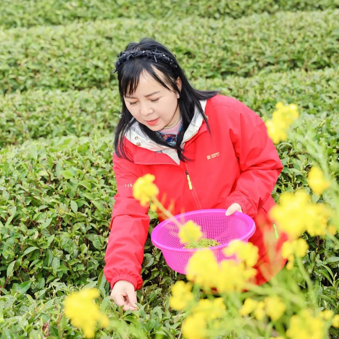 茶学之旅·战略营销 | 清铧股份2026年福鼎茶学之旅暨新品上新会圆满收官!