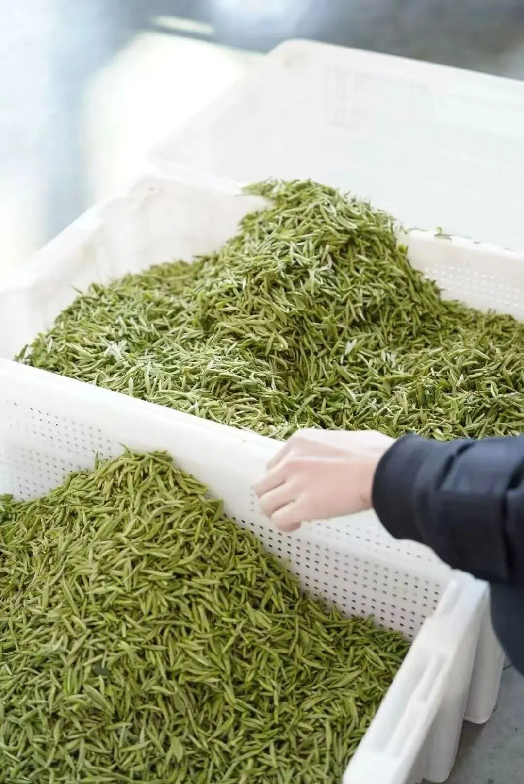 茶学之旅·战略营销 | 清铧股份2026年福鼎茶学之旅暨新品上新会圆满收官!