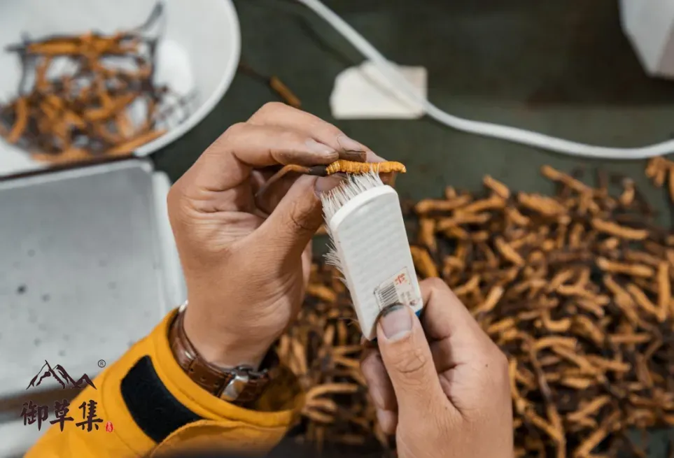 “虫草市场”暴雷!这位叫格桑的藏族小伙儿,在全国火了