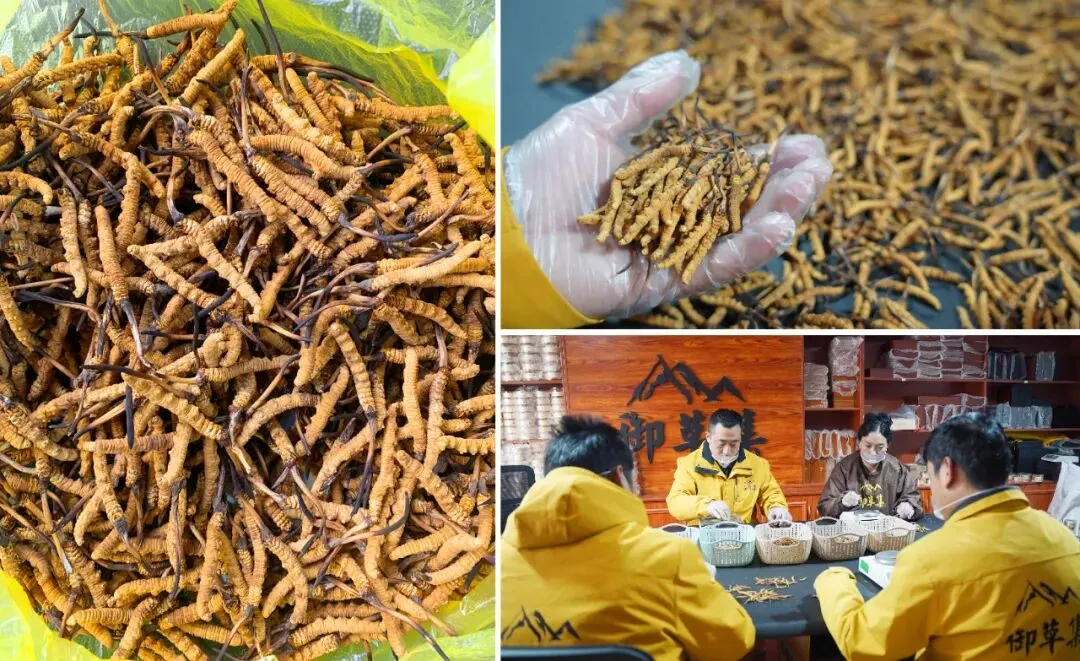 “虫草市场”暴雷!这位叫格桑的藏族小伙儿,在全国火了