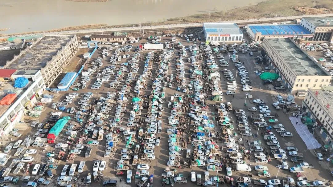 2026年3月28日岷县中药材市场快讯(黄芪上货量有所减少,交易有所放缓)