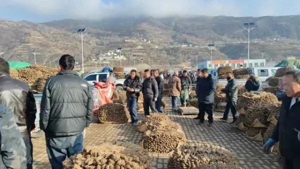 2026年3月28日岷县中药材市场快讯(黄芪上货量有所减少,交易有所放缓)