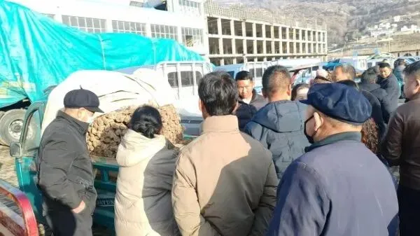 2026年3月28日岷县中药材市场快讯(黄芪上货量有所减少,交易有所放缓)