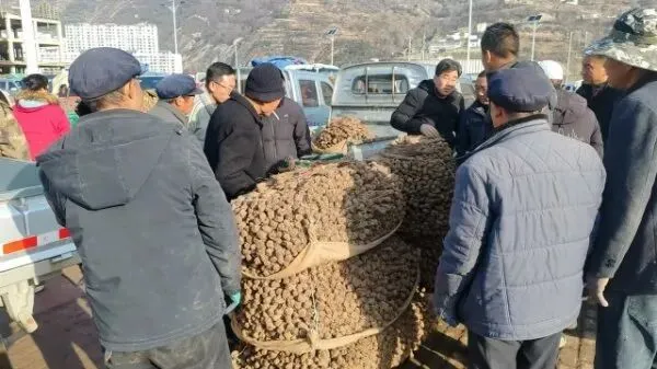 2026年3月28日岷县中药材市场快讯(黄芪上货量有所减少,交易有所放缓)