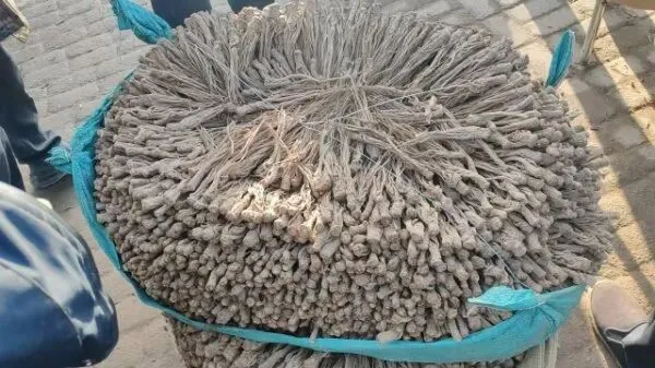 2026年3月28日岷县中药材市场快讯(黄芪上货量有所减少,交易有所放缓)