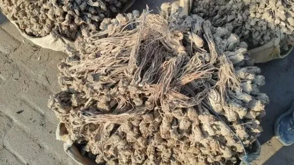 2026年3月28日岷县中药材市场快讯(黄芪上货量有所减少,交易有所放缓)