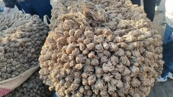 2026年3月28日岷县中药材市场快讯(黄芪上货量有所减少,交易有所放缓)