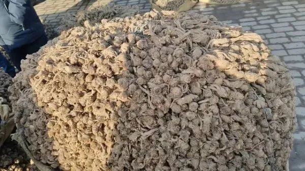 2026年3月28日岷县中药材市场快讯(黄芪上货量有所减少,交易有所放缓)